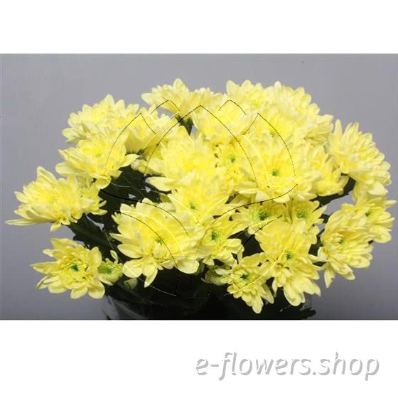 Buy wholesale fresh cut cream yellow chrysanthemum; Baltica