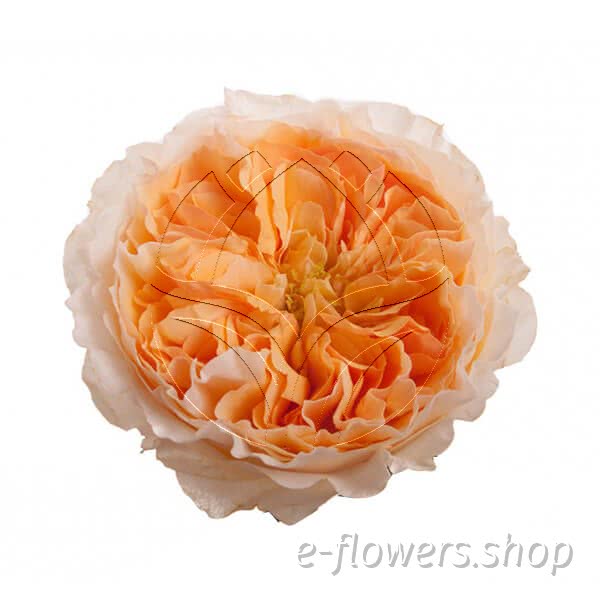 Buy wholesale fresh cut orange roses; Beatrice