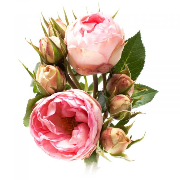 Buy wholesale fresh cut pink roses; Beidirmeir