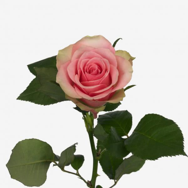 Buy wholesale fresh cut pink roses; Belle rose