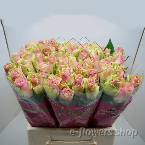 Buy wholesale fresh cut bi-colour roses; Belle rose