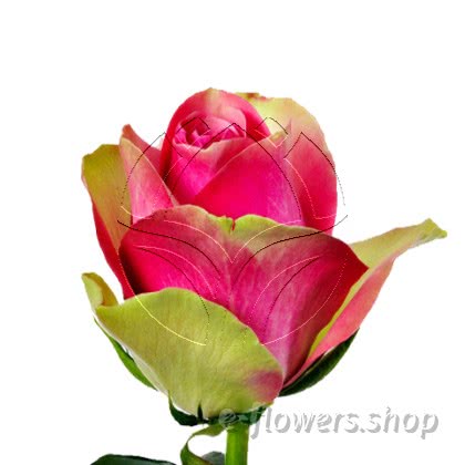 Buy wholesale fresh cut bi-color roses; Belle Vue