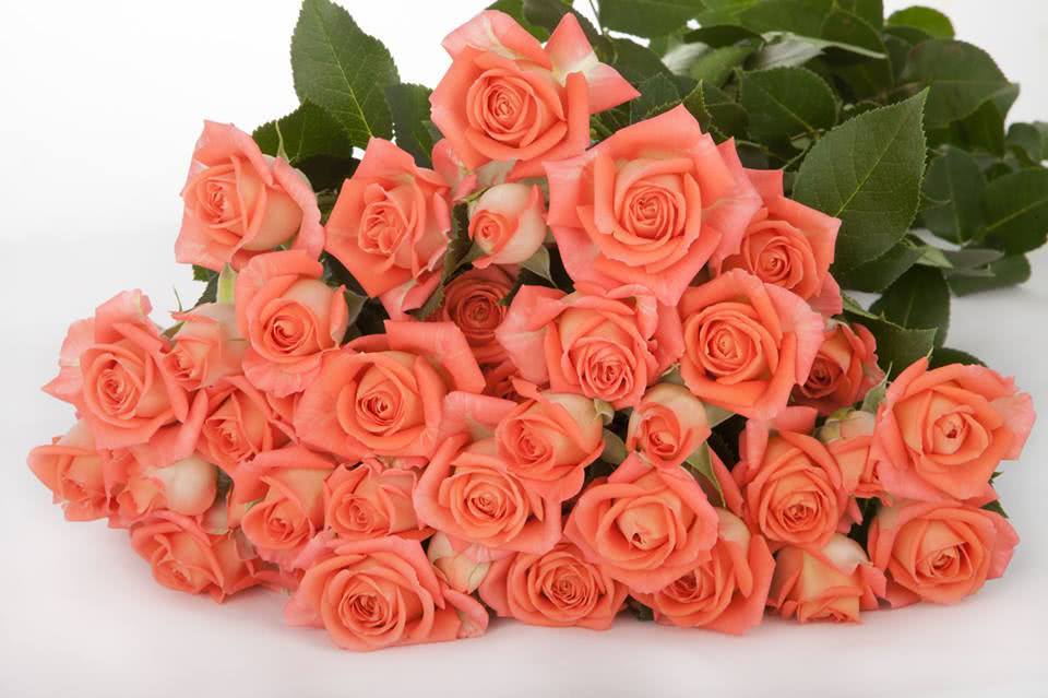 Best ways to care for Spray roses