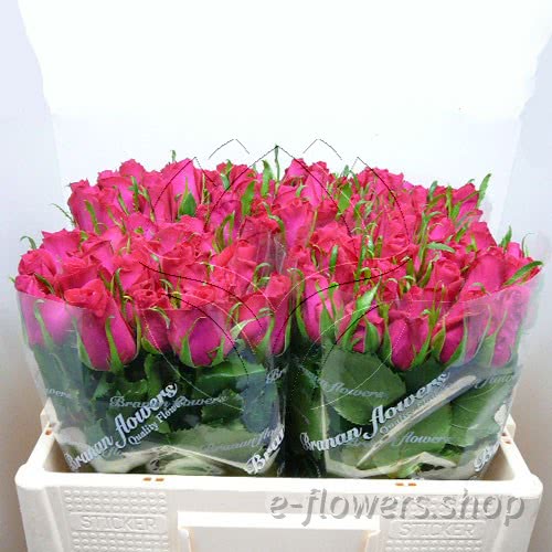 Buy wholesale fresh cut pink roses; Bingo cerise