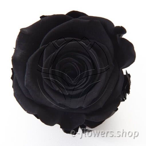 Buy wholesale fresh cut black roses; dyed or tinted roses.