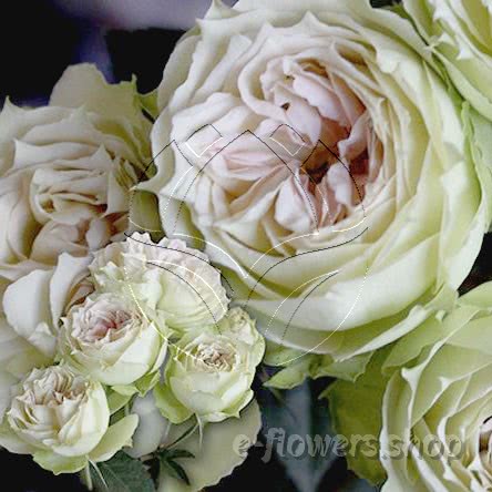 Buy wholesale fresh cut bi-colour roses; Blanchett