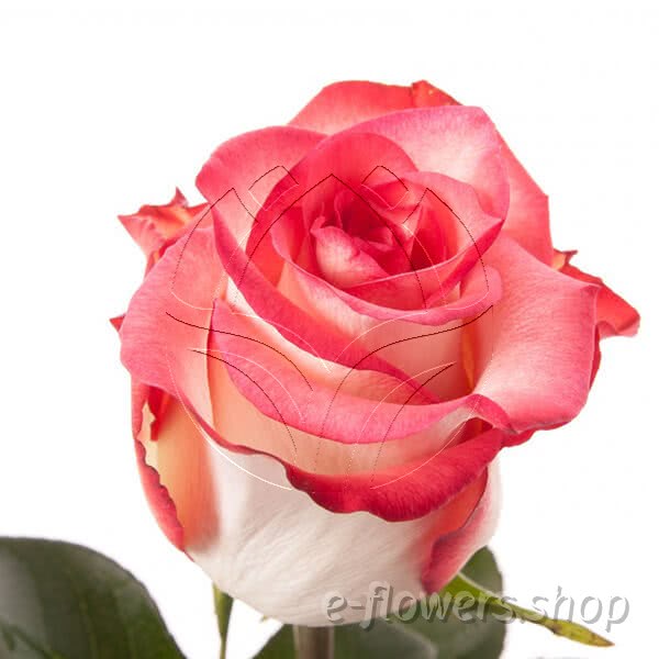 Buy wholesale fresh cut bi-colour roses; Blush
