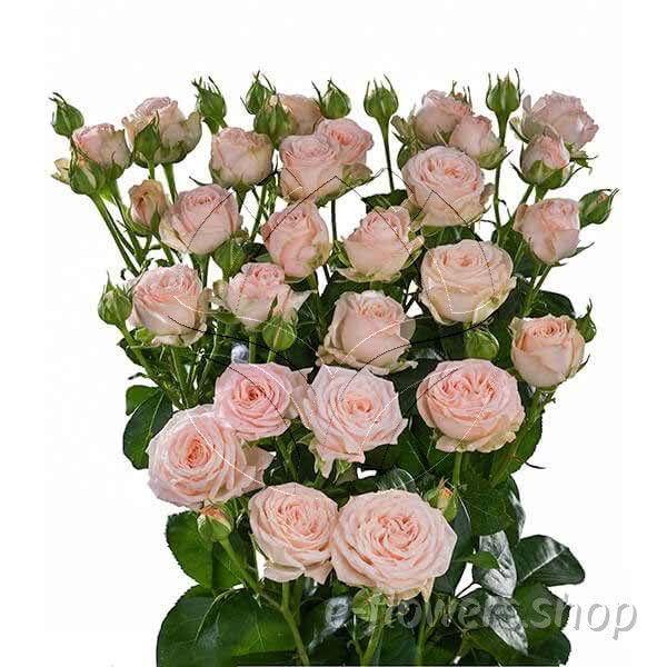 Buy wholesale fresh cut bi-colour roses; Bombastic