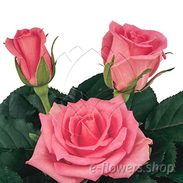 Buy wholesale fresh cut pink roses; Boogy
