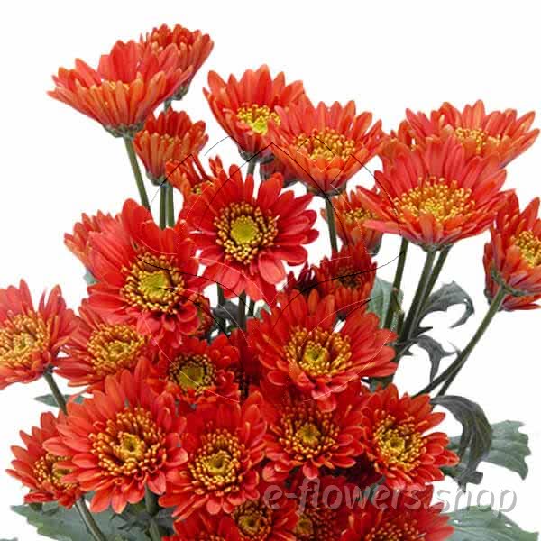 Buy wholesale fresh cut brown chrysanthemum; Bradford