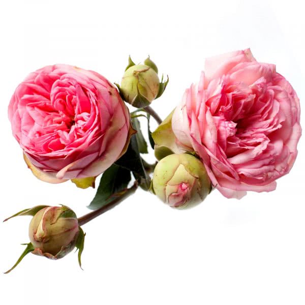Buy wholesale fresh cut pink roses; Bridal piano