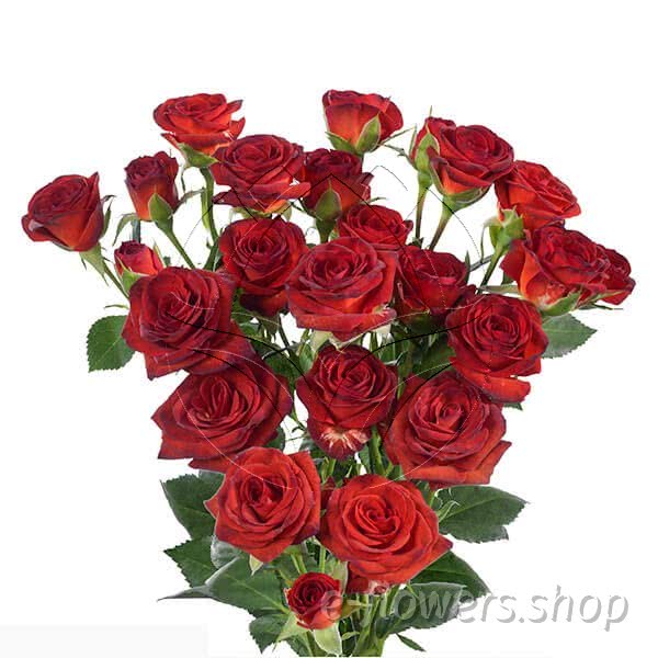 Buy wholesale fresh cut brown roses; Brown sugar