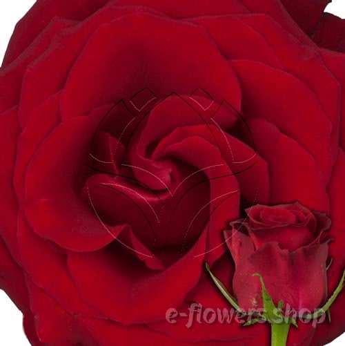 Buy wholesale fresh cut red roses; Burgundy