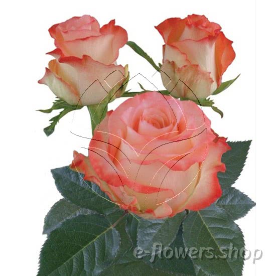 wholesale fresh cut premium roses