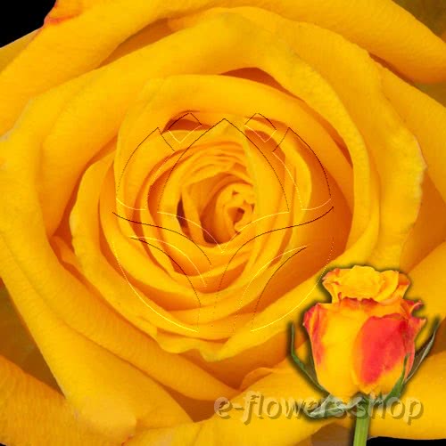 Buy wholesale fresh cut yellow roses; Candle light