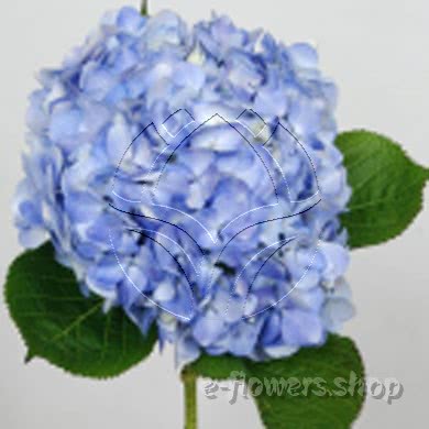 Buy wholesale fresh cut blue fillers