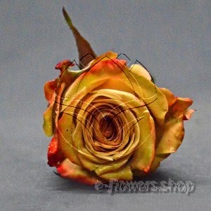 Buy wholesale fresh cut bi-colour roses; Capuccino