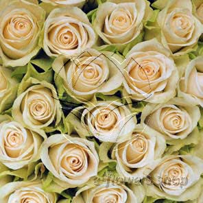 Buy wholesale fresh cut cream roses; Carema