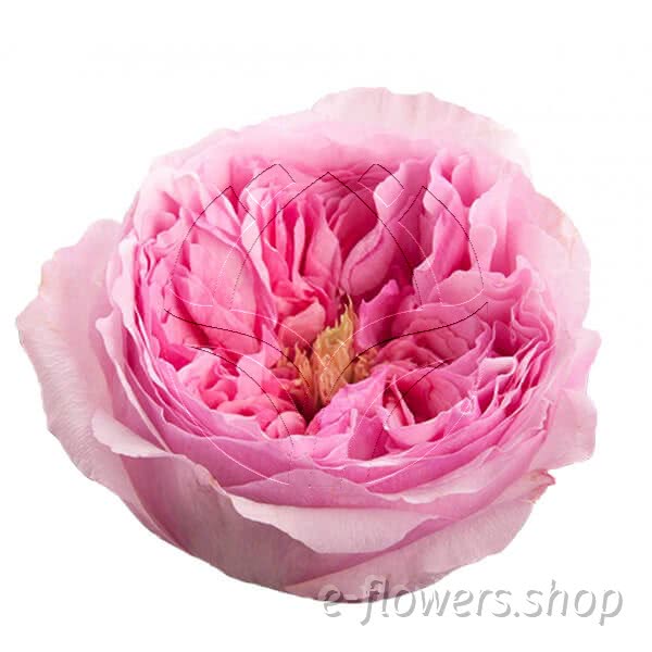 Buy wholesale fresh cut pink roses; Carey