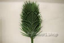 Buy wholesale fresh cut green foliage; Cat Palm