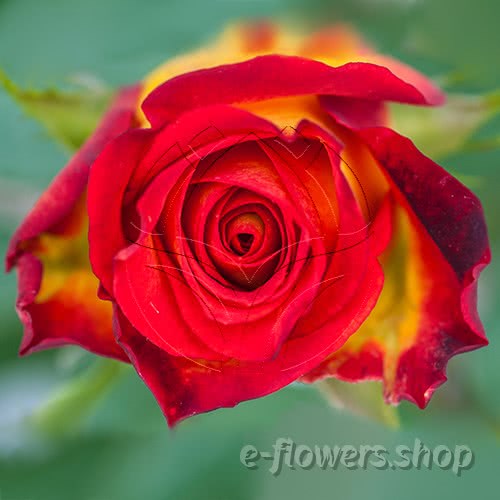 Buy wholesale fresh cut bi-color roses; Catch