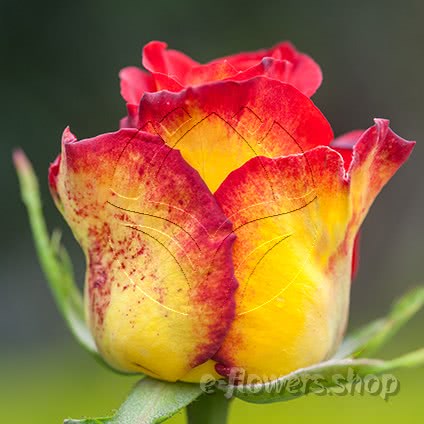 supermarket range roses.