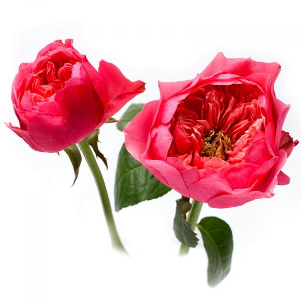 Buy wholesale fresh cut cerise roses; Cerise Vuvuzela