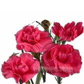 Buy wholesale fresh cut cerise carnations; Champ Elysee