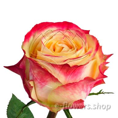 Buy wholesale fresh cut bi-color roses; Chapeau