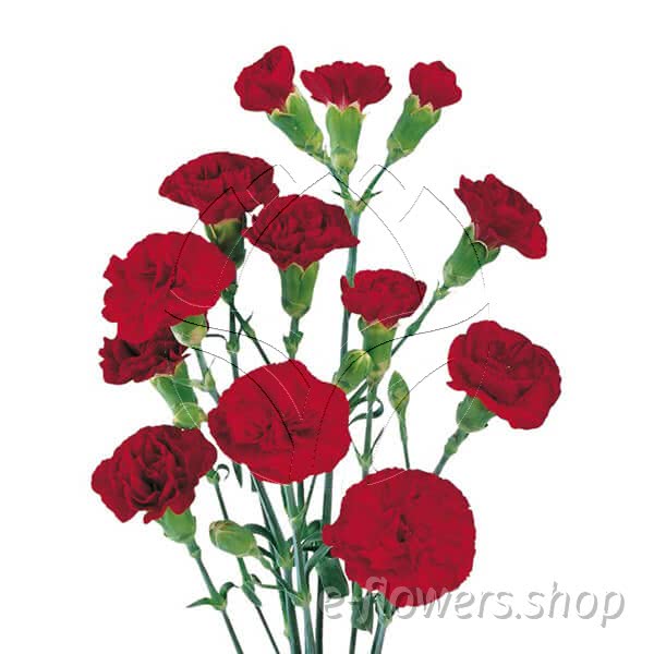 Buy wholesale fresh cut red carnations; Chauteau