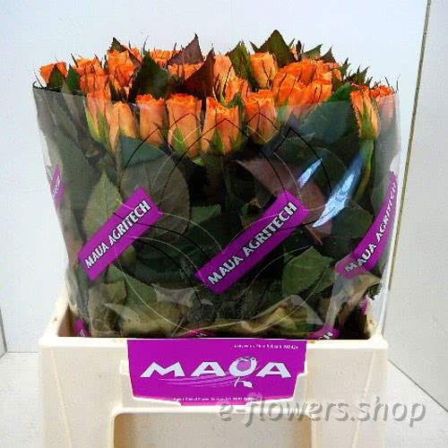Buy wholesale fresh cut orange roses; Chelsea