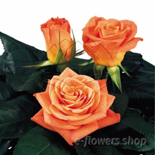 Buy wholesale fresh cut orange roses; Chelsea