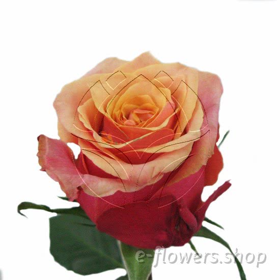Buy wholesale fresh cut bi-colour roses; cherry brandy