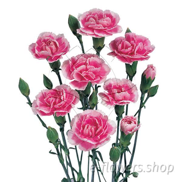 Buy wholesale fresh cut pink carnations; Cherry Tessino