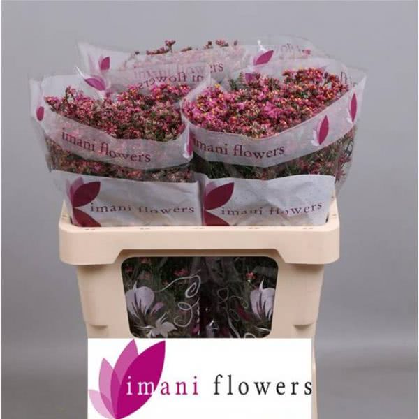 Buy wholesale fresh cut red fillers; China Red