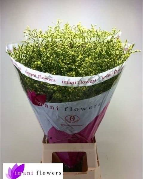 Buy wholesale fresh cut yellow fillers; China Summer