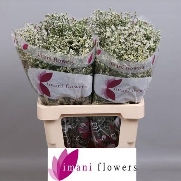 Buy wholesale fresh cut white fillers; China White