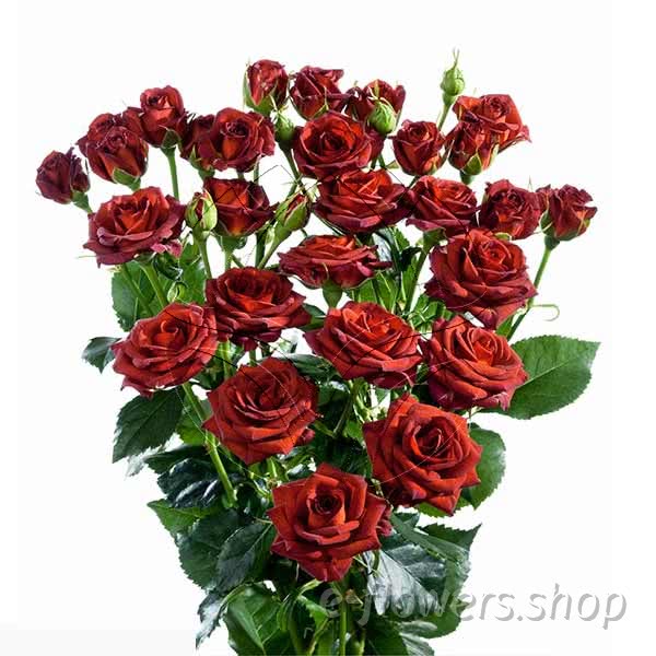 Buy wholesale fresh cut brown roses; Chococcino