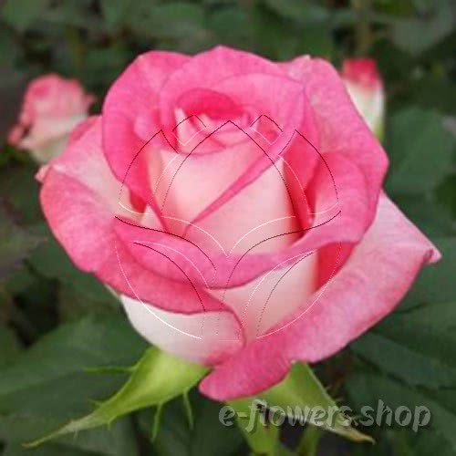 Buy wholesale fresh cut bi-colour roses; Christie