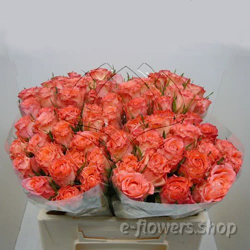 Buy wholesale fresh cut orange roses; Classic Duett