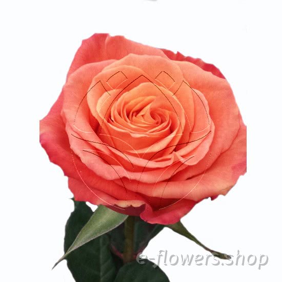 Buy wholesale fresh cut orange roses; Confidential