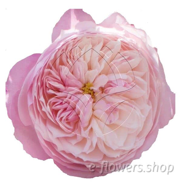Buy wholesale fresh cut pink roses; Constance