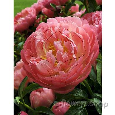 Buy wholesale fresh cut pink peonies; Coral sunset