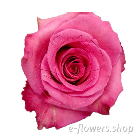 Buy wholesale fresh cut pink roses; Cotton candy