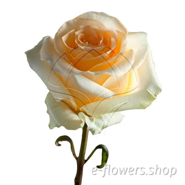Buy wholesale fresh cut cream roses; Cream de la creme