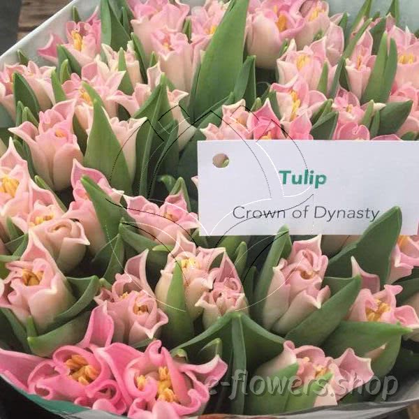 Buy wholesale fresh cut pink tulips; Crown of Dynasty
