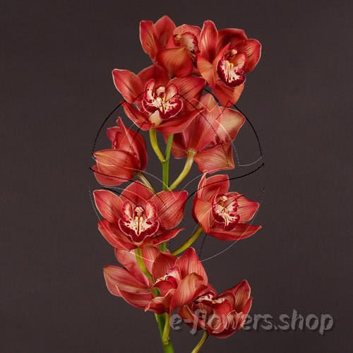 Buy wholesale fresh cut brown Orchids; Cymbidium Brown