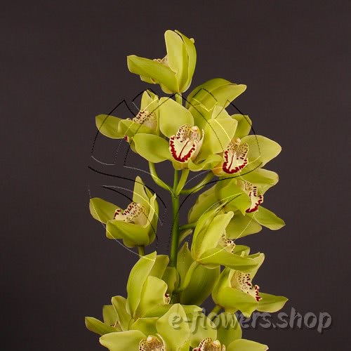 Buy wholesale fresh cut green Orchids; Cymbidium Large green