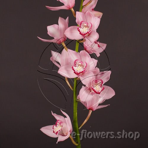 Buy wholesale fresh cut pink Orchids; Cymbidium Large Pink