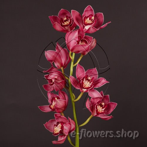 Buy wholesale fresh cut red Orchids; Cymbidium Red